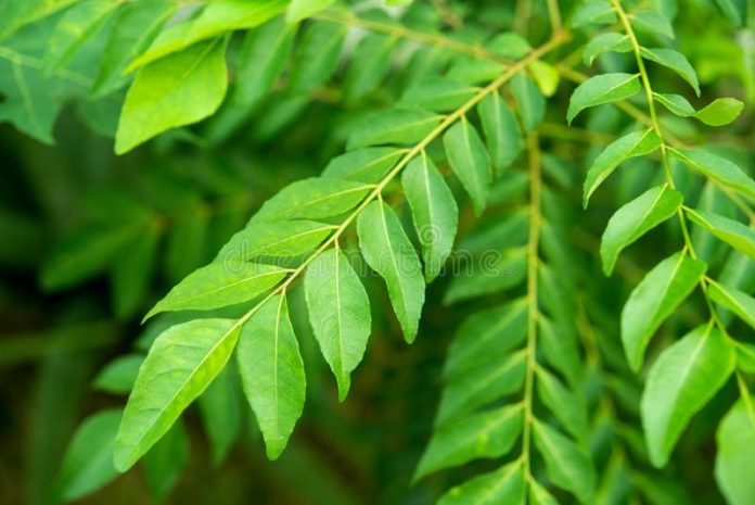 curry-leaves-tree-plant-close-up-135347289