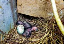 పిచ్చుక కోసం నెల రోజులు చీకటిలో గడిపిన గ్రామం.