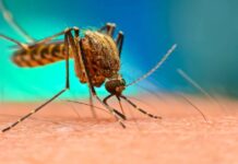 75 కోట్ల దోమలను తయారు చేసిన అమెరికా..