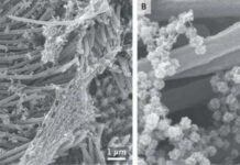 కరోనా వైరస్ చిత్రాలు విడుదల.. కోట్లలో వ్యూస్..