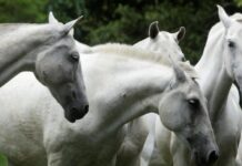 గుర్రాల ప్లాస్మాతో కరోనా చికిత్స..