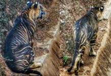 సోషల్ మీడియాలో వైరల్ అవుతున్న బ్లాక్ టైగర్ ఫోటోలు..